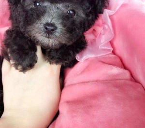 灰色泰迪多少錢（為什么這么多人喜歡養灰色泰迪犬）
