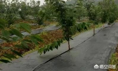防草布一亩地多少钱（果农关注）