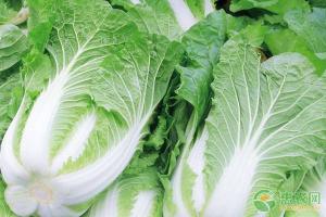 白菜多少钱（白菜最新价格多少钱一斤）