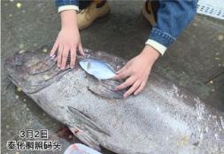斑鱼多少钱一斤（长1）