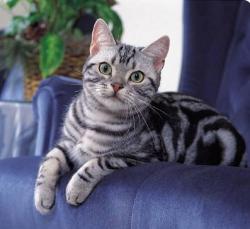 美短虎斑多少钱一只（养猫就要养一只美短猫）
