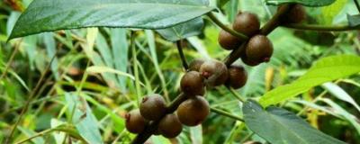 五指毛桃种子多少钱一斤（你会种植五指毛桃吗）