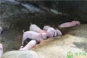 猪头多少钱（今日猪肉价格多少钱一斤）