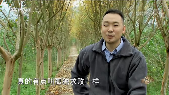 魔芋市场价多少钱一斤（重庆一小伙靠树叶致富一方百姓）