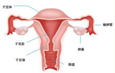 去醫院查hpv多少錢（探索子宮的奧秘）