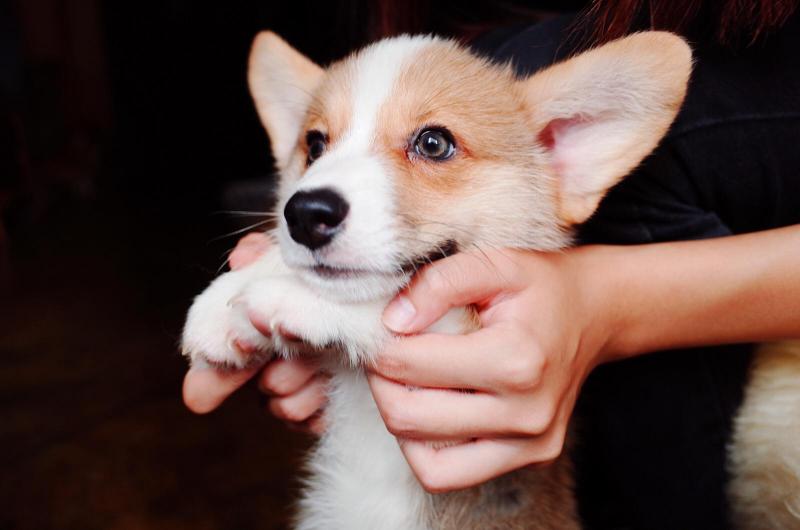 纯种柯基犬价格多少钱一只（柯基犬）