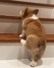 北京柯基犬多少钱一只（穷养篇）