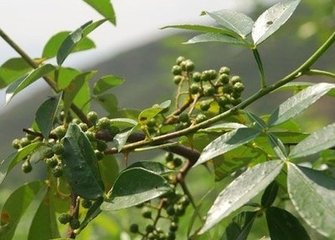 花椒树苗多少钱一颗（花椒树苗多少钱一棵）