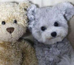 泰迪灰色多少钱一只(泰迪犬什么颜色最贵)
