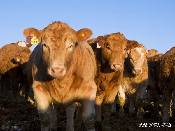 奶牛价格多少钱一头（22年牛价或会）