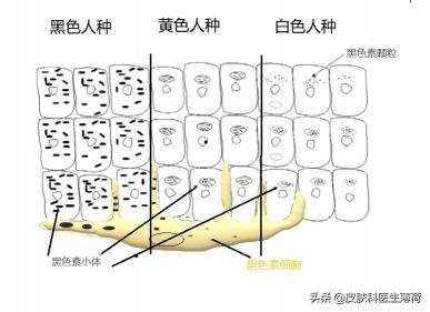 全身美白激光多少錢（皮膚變白的全方位攻略）