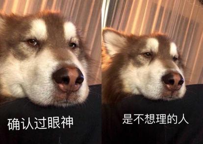 八哥犬多少钱（盘点）