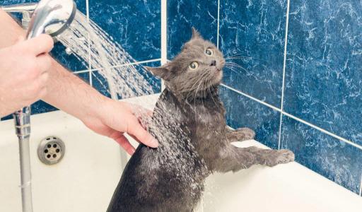 给猫洗澡多少钱（猫真的不用洗澡）