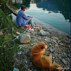 纯种中华田园犬多少钱一只（中华田园犬）