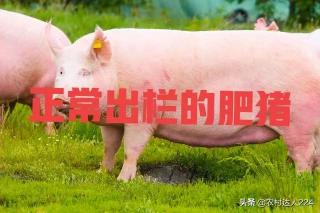 猪肋排多少钱一斤（猪涨价了揭秘）