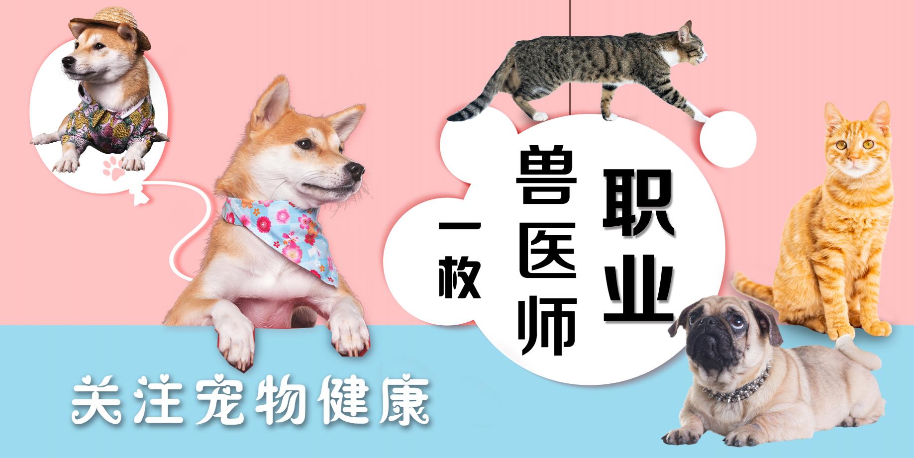 做耳朵手术大概多少钱（猫咪耳朵肿了）