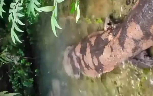 娃娃鱼多少钱（湖南益阳发现怪物）