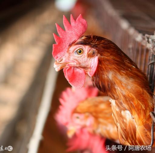 蛋鸡笼多少钱一组（养鸡课堂）