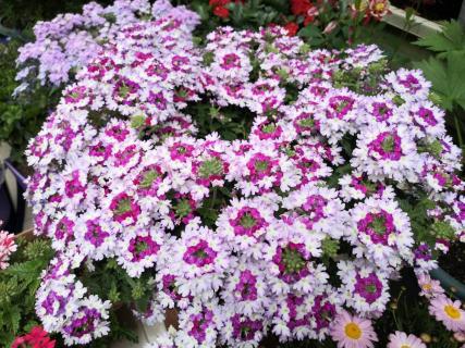 营养液多少钱（自制花肥）