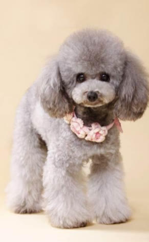 灰色泰迪多少钱（泰迪犬什么颜色最贵）