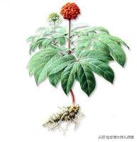 正宗三七粉多少钱一斤（三七真的一无是处吗）