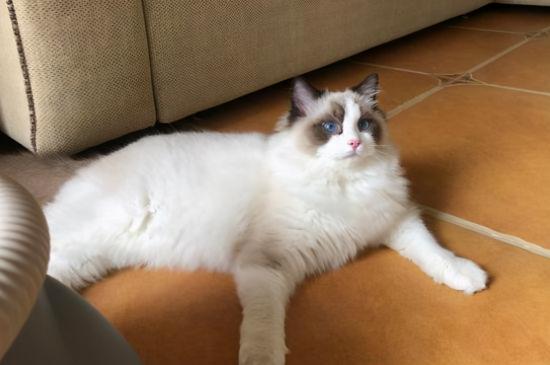 猫布偶猫多少钱一只（一只布偶猫多少钱）