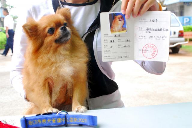 狗狗飛機托運要多少錢（寵物狗可以托運嗎）