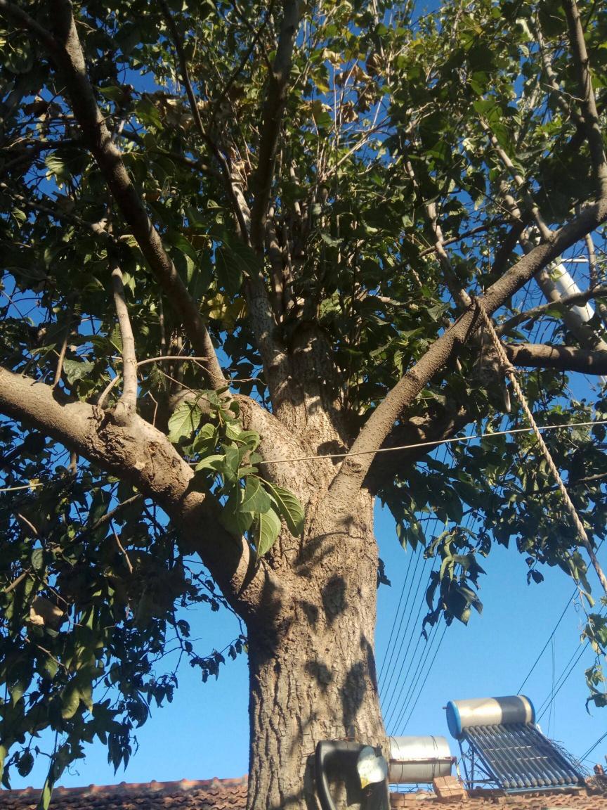 杜仲雄花多少钱一斤（杜仲雄花有什么用）