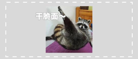 浣熊多少钱（20张有趣的浣熊图片）