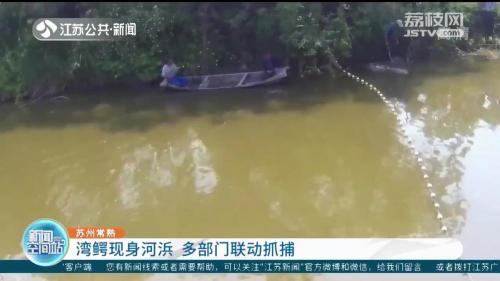 一條鱷魚多少錢（罕見）