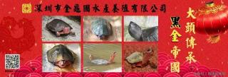 乌龟多少钱（全世界最贵的乌龟）