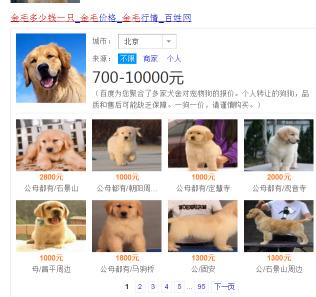 小金毛犬多少钱（金毛宝宝多少钱一只）