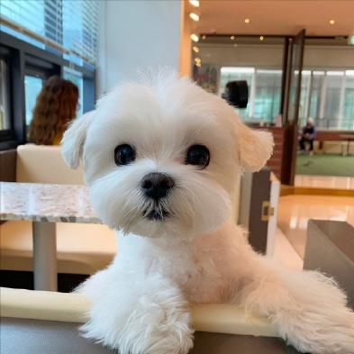 一只比熊犬多少钱（比熊犬）