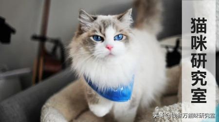 狗狗飞机托运要多少钱（给大家介绍宠物托运的全过程）