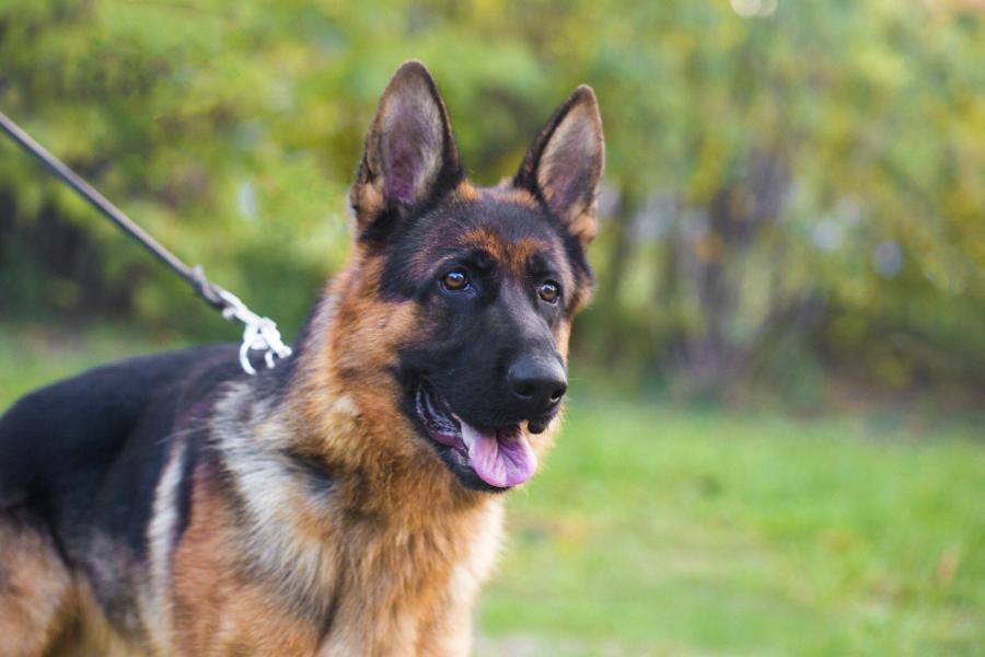 牧羊犬多少钱（德国牧羊犬）