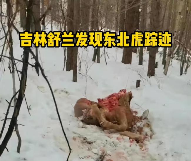 老虎多少钱（吉林一头黄牛被东北虎吃光）