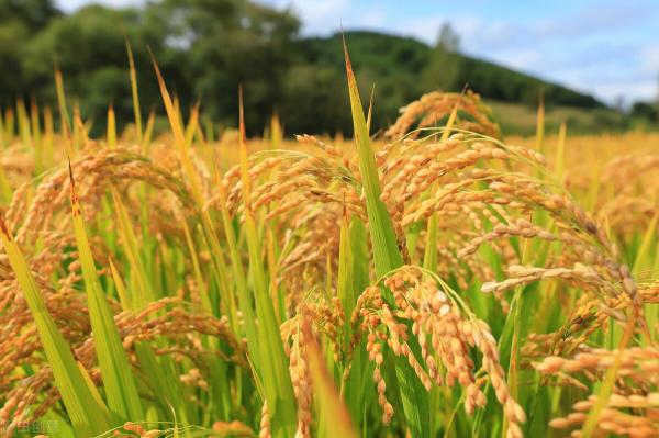 谷子多少钱一斤(3月30日国内各地稻谷价格发布)