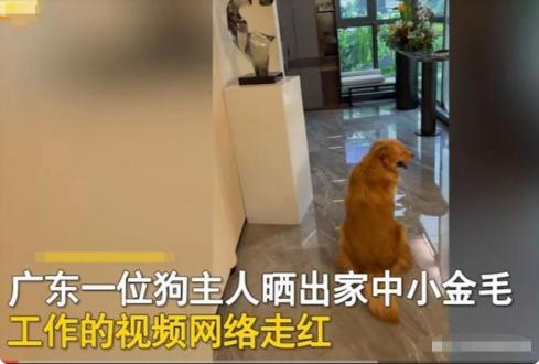 一条金毛犬多少钱（广东男子晒自家金毛工资1万8）