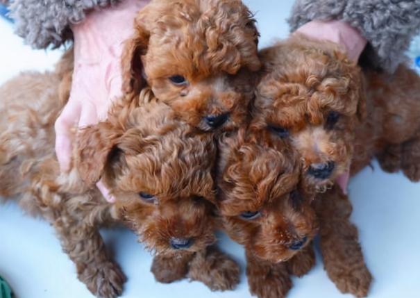 灰贵宾犬多少钱一只（宠物店）