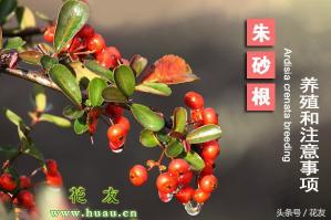 紫金朱砂多少钱一克（朱砂根栽培五要点）