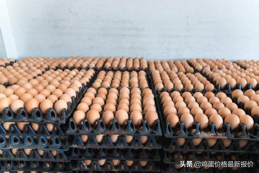 今天鸡蛋价格多少钱（稳）