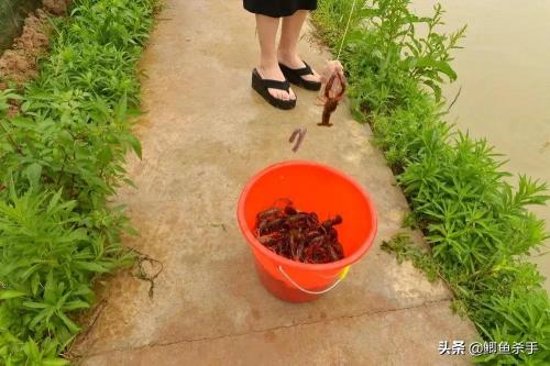 澳洲蓝龙虾多少钱一斤（龙虾王）