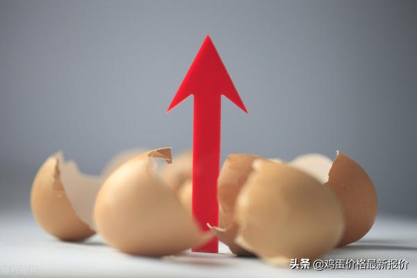 今天鸡蛋价格多少钱（涨）