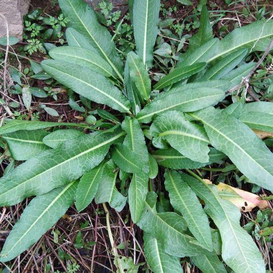 大黄多少钱一斤（农村荒田常见野菠菜）