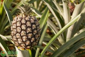 一个菠萝多少钱（2020年菠萝产地价格多少钱一斤）