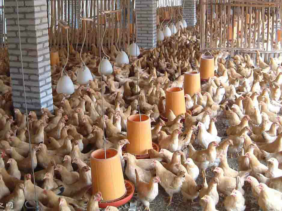 鸡煤气中毒表现症状与防治措施