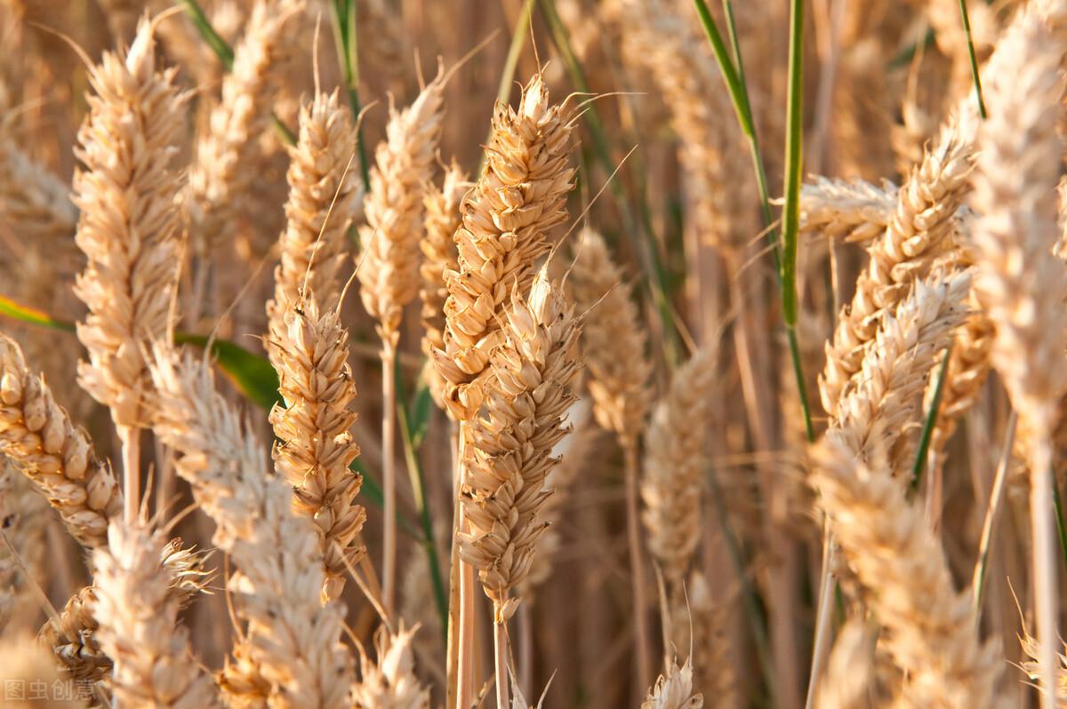 大麦和燕麦的区别 - 花百科