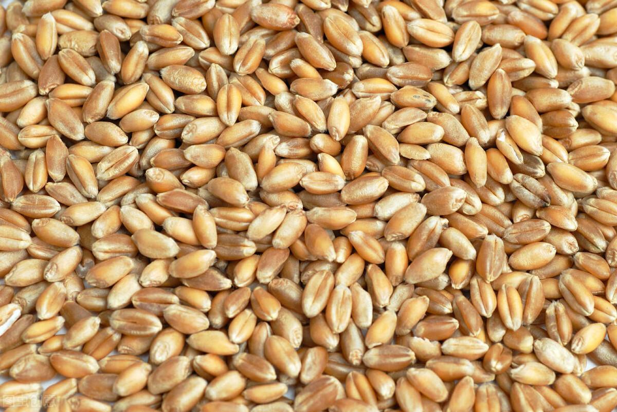小麦和大麦有什么区别（两种麦子的8个不同点）